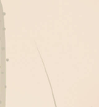 Prana